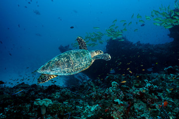Sea Turtle at the Maldives