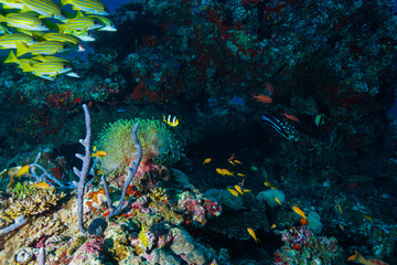 Coral reef at the Maldives