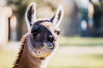 Portrait d'un lama