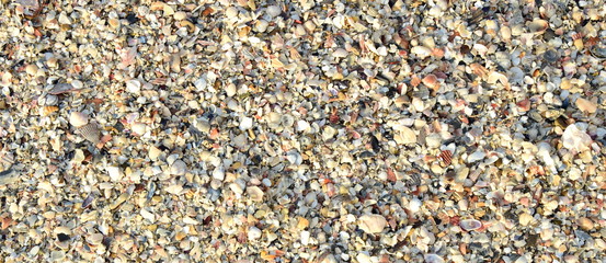 Sandstrand mit Muscheln - Banner und Hintergrund