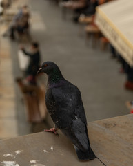 piccione
