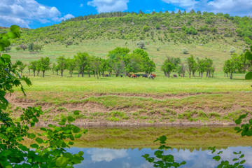 Fototapeta na wymiar spring green nature with cows on the 