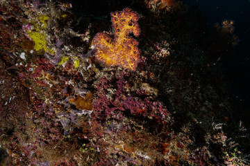 Obraz na płótnie Canvas Coral reef at the Maldives