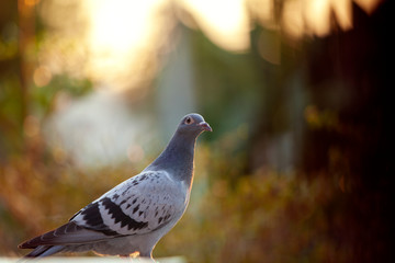 juvenile homing pigeon bird standing outdoor against beautiful sunset light