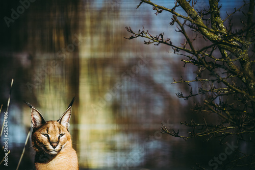 Portrait D Un Caracal Wall Mural Wallpaper Murals Wallsheaven Picsart Portrait D Un Caracal Wall Mural Wallpaper Murals Wallsheaven Picsart