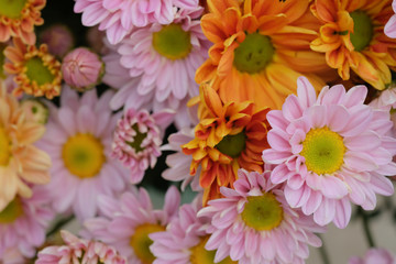 Colorful flowers chrysanthemum made with gradient for background,Abstract,texture,Soft and Blurred style.postcard.