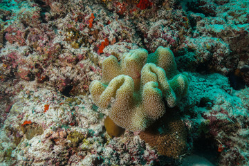 Naklejka na ściany i meble Coral reef at the Maldives