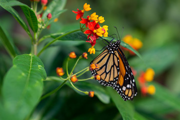 Monarch butterfly