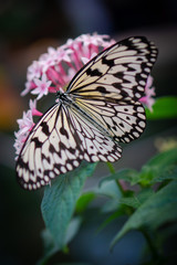 Paper kite butterfly