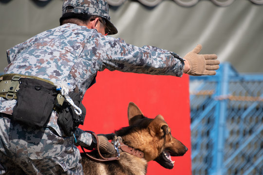 31 Best 警備犬 Images Stock Photos Vectors Adobe Stock 31 Best 警備犬 Images Stock Photos Vectors Adobe Stock