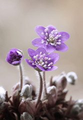 Fioletowe kwiaty - przylaszczka © mycatherina