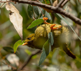 Bel bird, Austraklia
