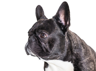 portrait of french bulldog