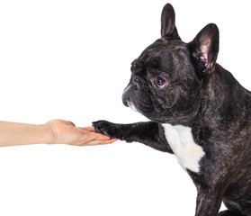 french bulldog gives paw