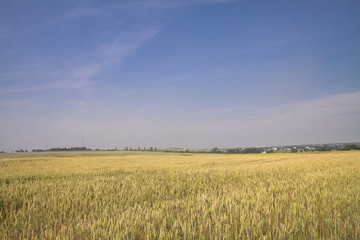 Farm garden sown wheat before maturation. farm field with a big harvest. Beautiful golden bread. Stock background, photo