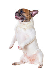 french bulldog breed dog