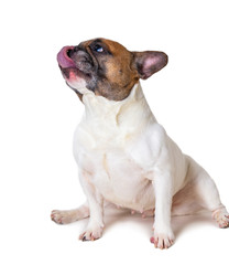 Fototapeta premium french bulldog breed dog