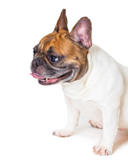 french bulldog breed dog