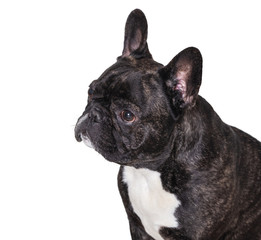portrait of french bulldog