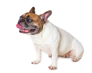 french bulldog breed dog