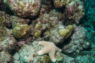 Naklejka na ściany i meble Starfish at the Maldives