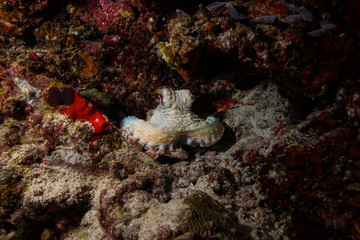 Octopus at the Maldives