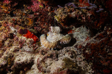 Octopus at the Maldives