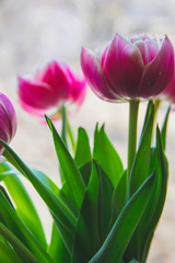 bouquet of tulips on white background