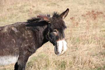 Fototapeta premium Esel mit Maulkorb auf der Weide