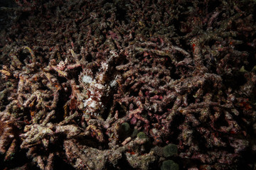 Scorpion fish camouflage at the Maldives