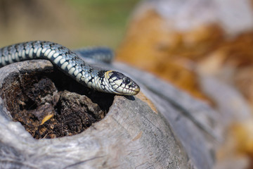 Terrible black snake basks in the sun and watches looking at the victim. Viper twisted on a log. Stock photo background