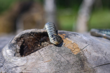 Terrible black snake basks in the sun and watches looking at the victim. Viper twisted on a log. Stock photo background