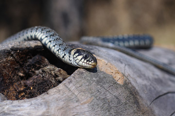 Terrible black snake basks in the sun and watches looking at the victim. Viper twisted on a log. Stock photo background