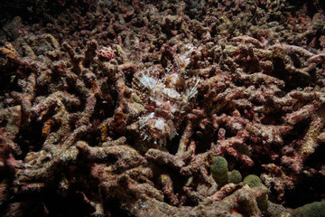 Fototapeta na wymiar Scorpion fish camouflage at the Maldives