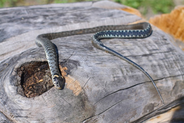Terrible black snake basks in the sun and watches looking at the victim. Viper twisted on a log. Stock photo background