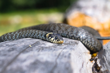 Terrible black snake basks in the sun and watches looking at the victim. Viper twisted on a log. Stock photo background