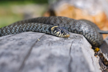 Terrible black snake basks in the sun and watches looking at the victim. Viper twisted on a log. Stock photo background