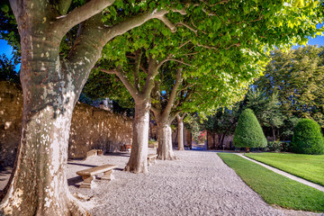 Path in the park with old sycamore (platan) trees in a sunny summer day. City of Aix-en-Provence,...