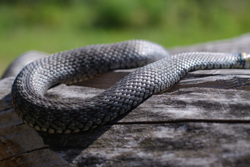 Terrible black snake basks in the sun and watches looking at the victim. Viper twisted on a log. Stock photo background