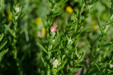 Green spring etudes in the northern Bulgaria