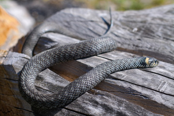 Terrible black snake basks in the sun and watches looking at the victim. Viper twisted on a log. Stock photo background