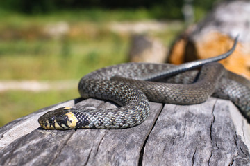 Terrible black snake basks in the sun and watches looking at the victim. Viper twisted on a log. Stock photo background