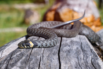 Terrible black snake basks in the sun and watches looking at the victim. Viper twisted on a log. Stock photo background