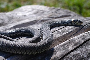 Terrible black snake basks in the sun and watches looking at the victim. Viper twisted on a log. Stock photo background