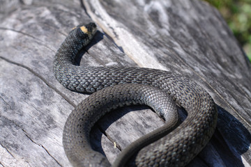 Terrible black snake basks in the sun and watches looking at the victim. Viper twisted on a log. Stock photo background