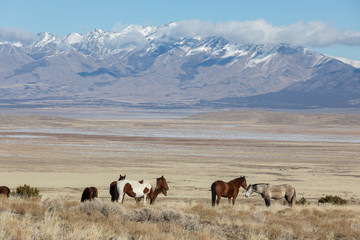 Herd of Wild Horses in Winter in Utah