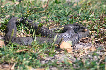 Terrible black snake basks in the sun and watches looking at the victim. Viper twisted on a meadow grass. Stock photo background