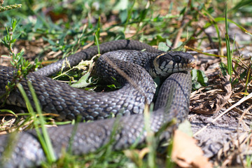 Terrible black snake basks in the sun and watches looking at the victim. Viper twisted on a meadow grass. Stock photo background