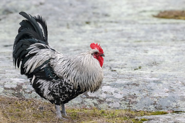 cock on spring day