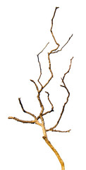close up of dry branch